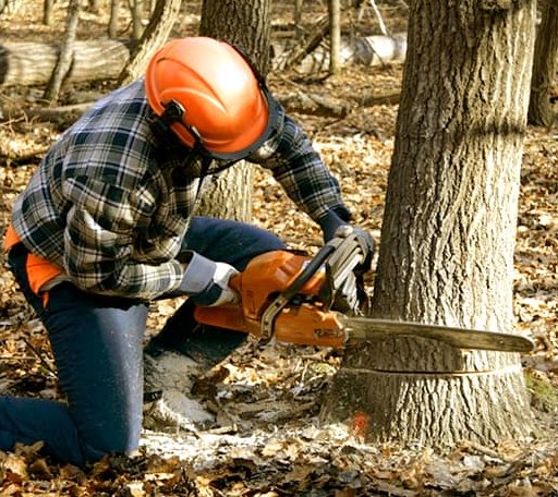 Tree Removal in White Plains, KY